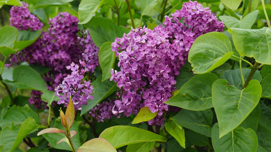 Syringa vulgaris 'Andenken an Ludwig Späth' Tuinplanten