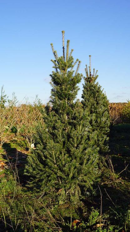 Abies alba 'Pyramidalis' Solitair