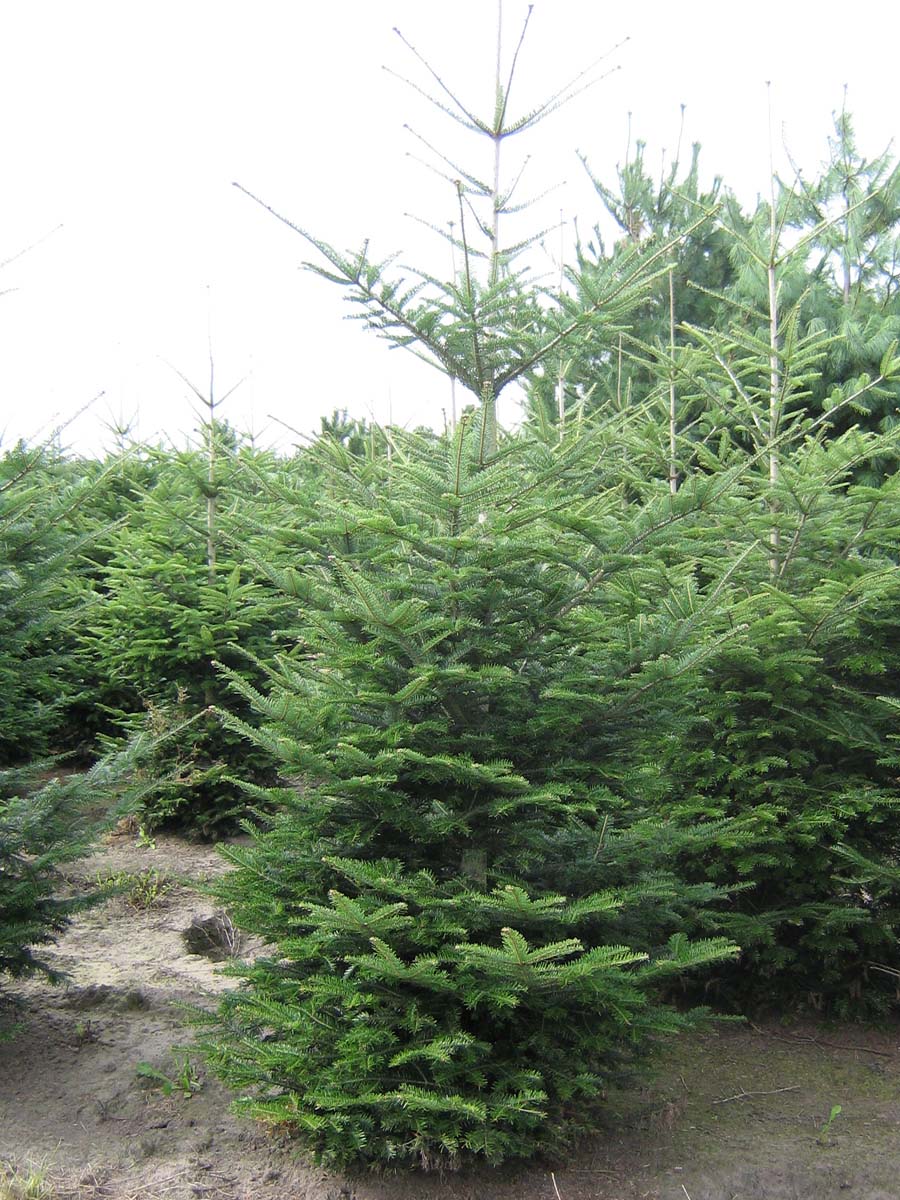 Abies grandis solitair Abies grandis solitair