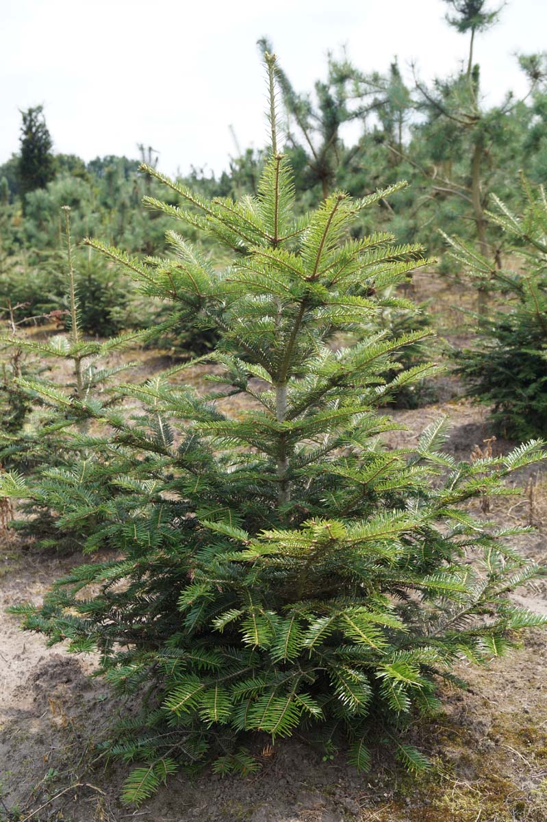 Abies grandis solitair Abies grandis solitair