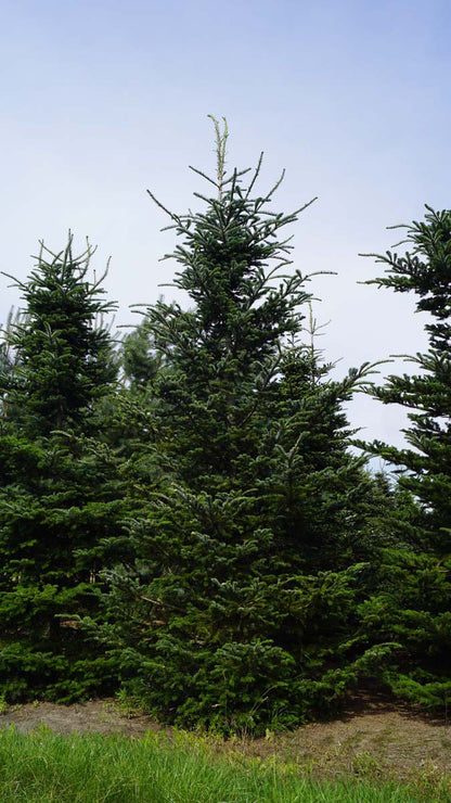 Abies koreana solitair Abies koreana solitair