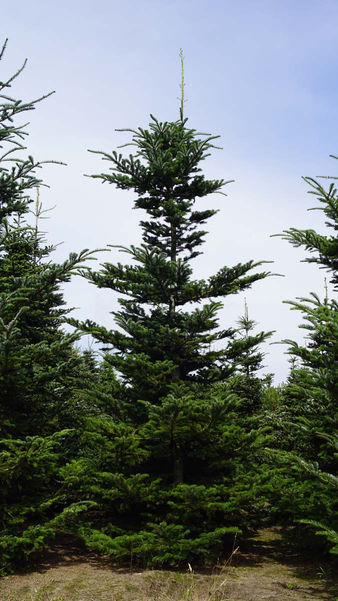 Abies koreana solitair Abies koreana solitair