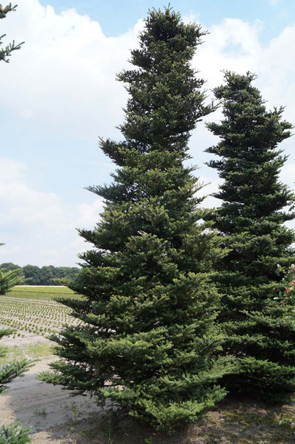 Abies koreana solitair Abies koreana solitair