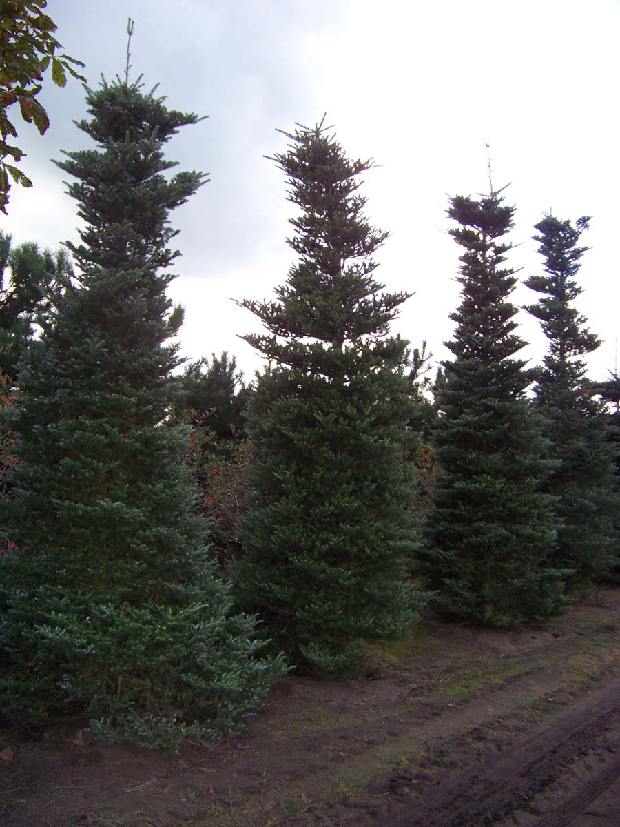 Abies koreana solitair Abies koreana solitair