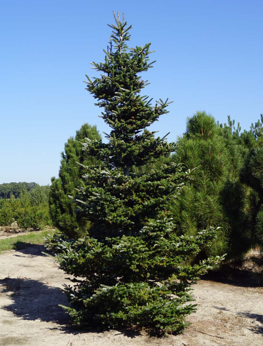 Abies koreana solitair Abies koreana solitair