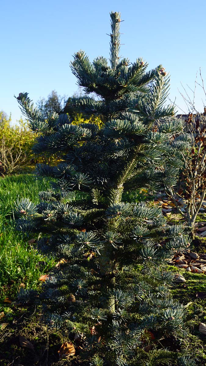 Abies lasiocarpa 'Argentea' Abies lasiocarpa 'Argentea' solitair