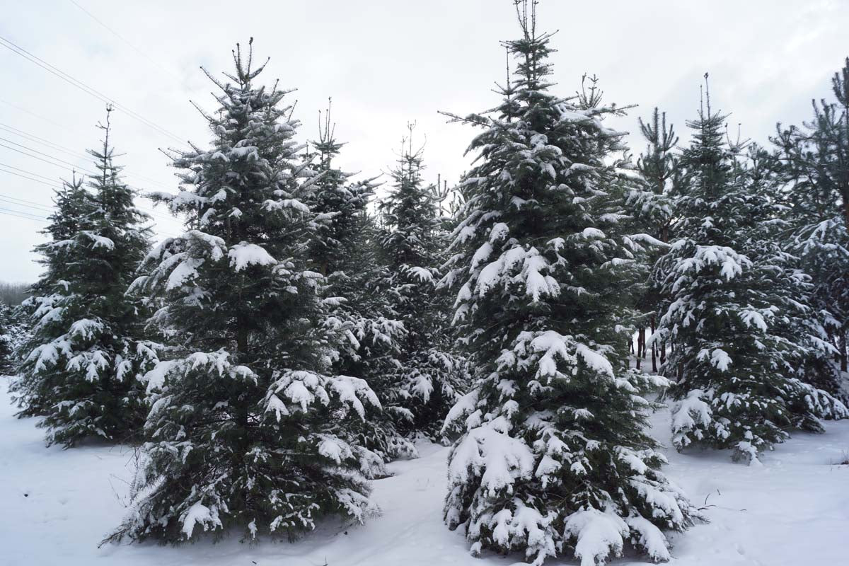 Abies veitchii Abies veitchii solitair