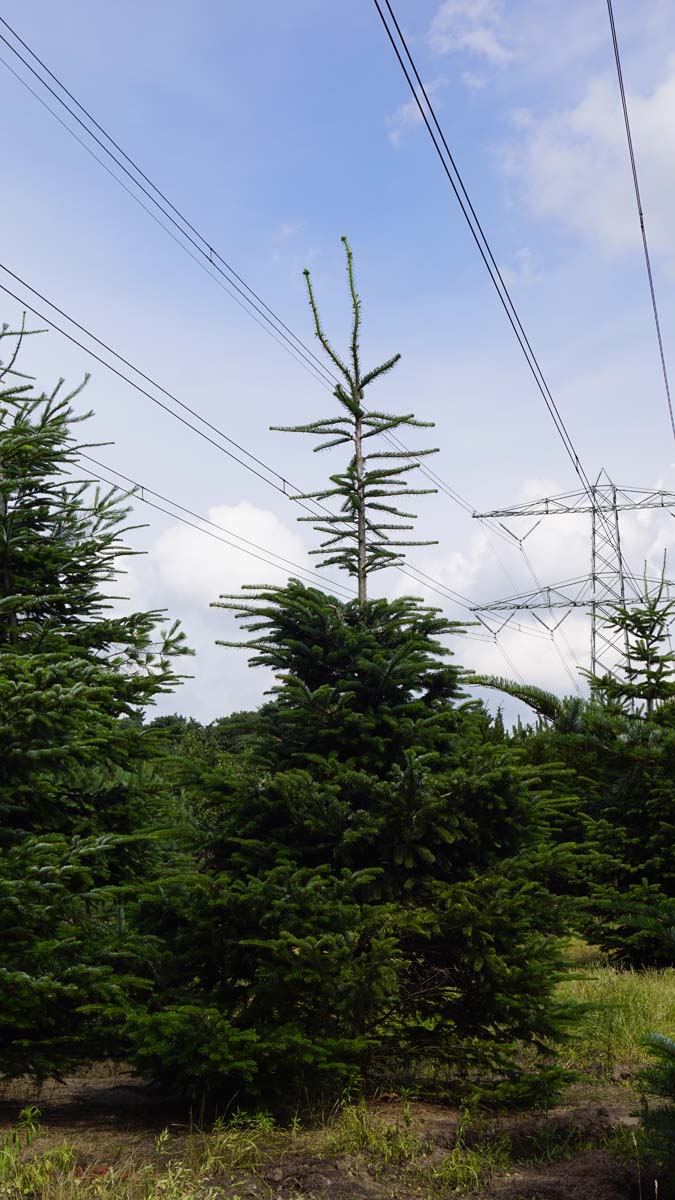 Abies veitchii solitair Abies veitchii solitair