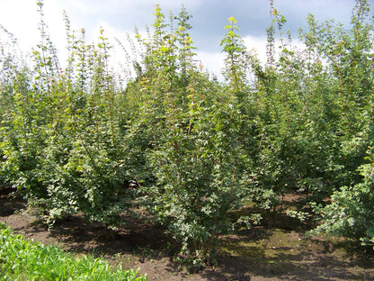 Acer campestre meerstammig / struik Acer campestre meerstammig