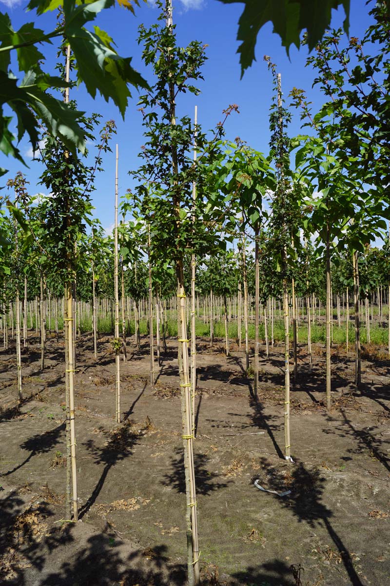 Acer campestre 'Fastigiatum' op stam op stam