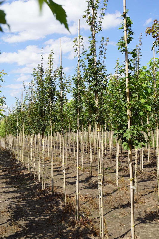 Acer campestre 'Fastigiatum' op stam Acer campestre 'Fastigiatum' op stam