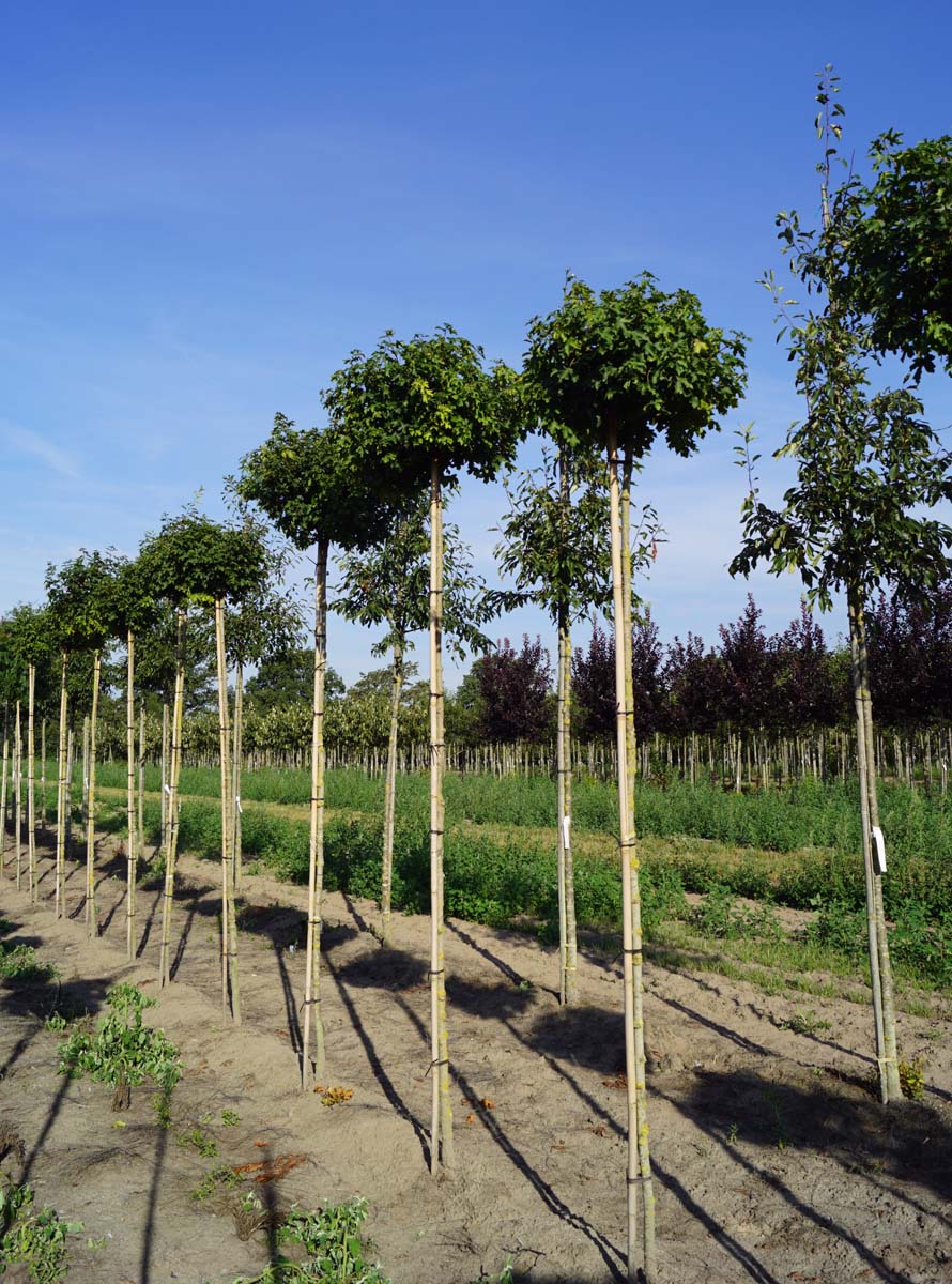 Acer campestre 'Nanum' op stam Acer campestre 'Nanum'