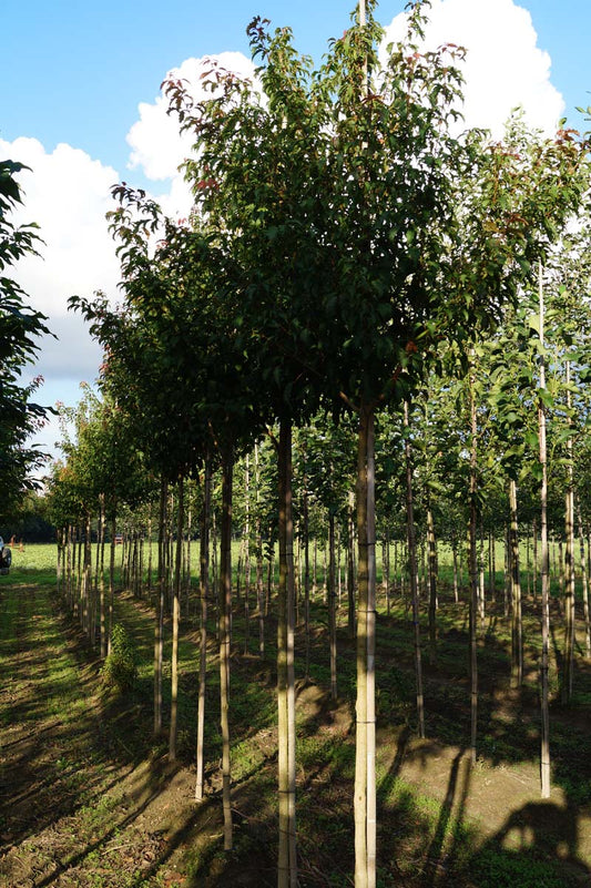 Acer cissifolium op stam Acer cissifolium op stam