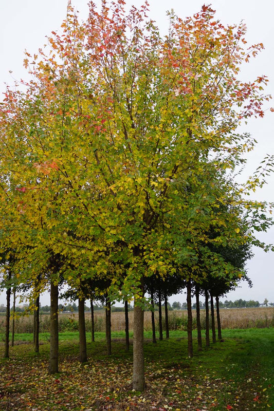 Acer freemanii 'Jeffersred' op stam op stam