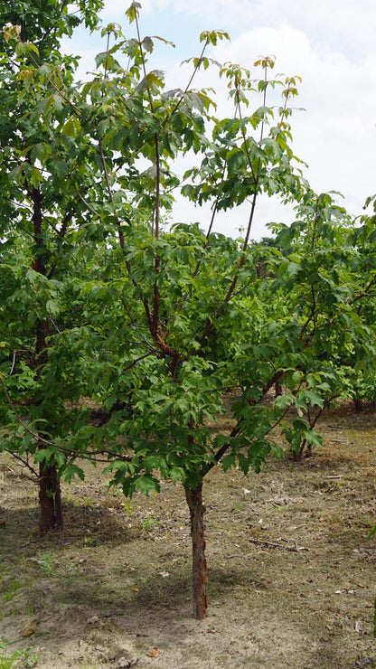 Acer griseum solitair Acer griseum solitair