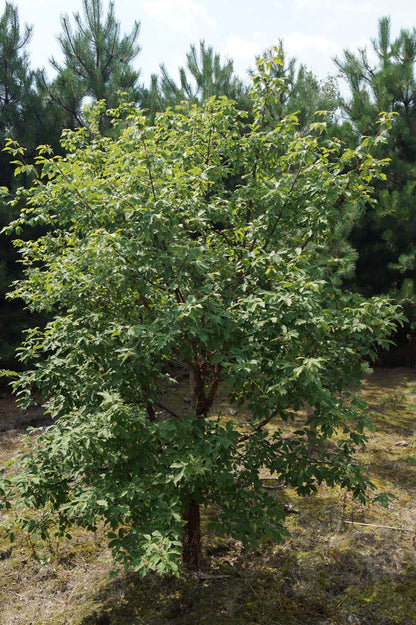 Acer griseum solitair Acer griseum solitair