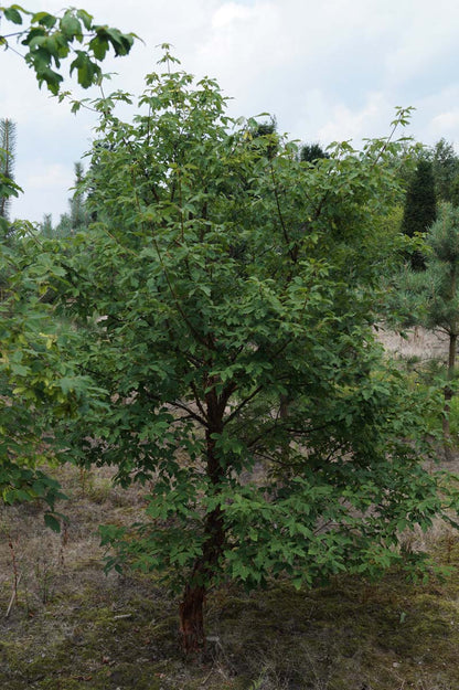 Acer griseum solitair Acer griseum solitair