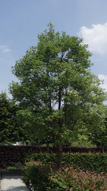 Acer griseum solitair Acer griseum solitair