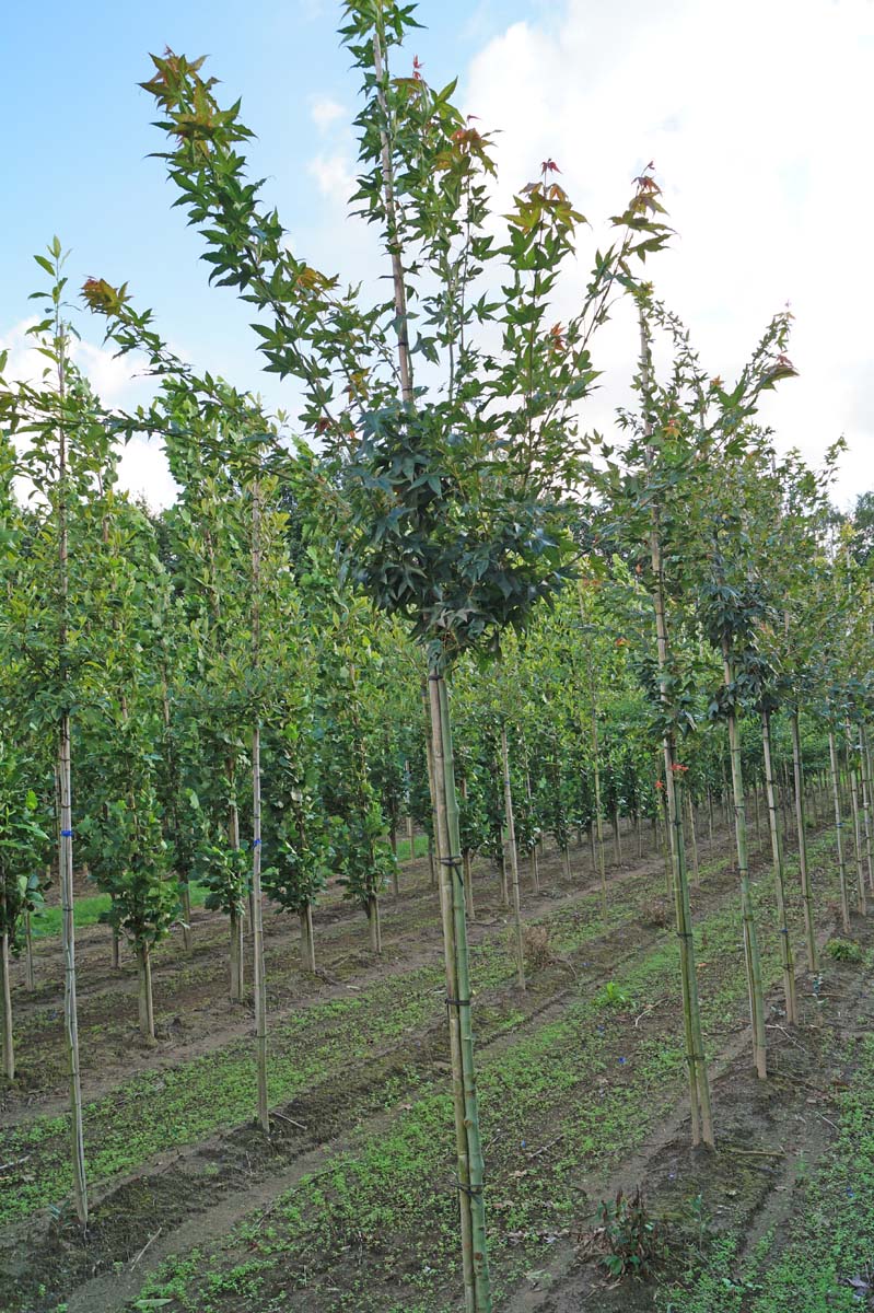 Acer oliverianum op stam Acer oliverianum op stam