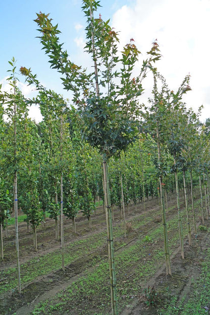 Acer oliverianum op stam Acer oliverianum op stam