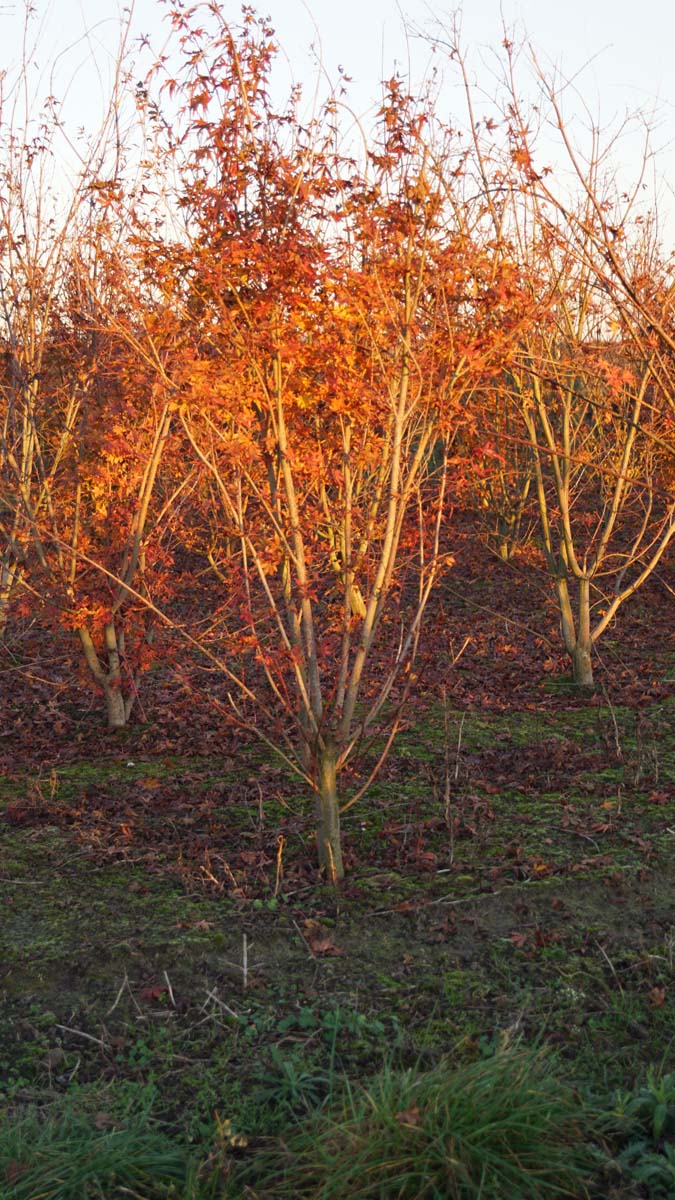 Acer palmatum solitair Acer palmatum solitair