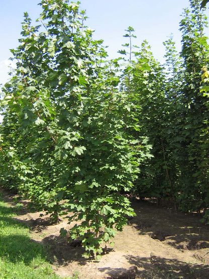 Acer platanoides meerstammig / struik meerstammig