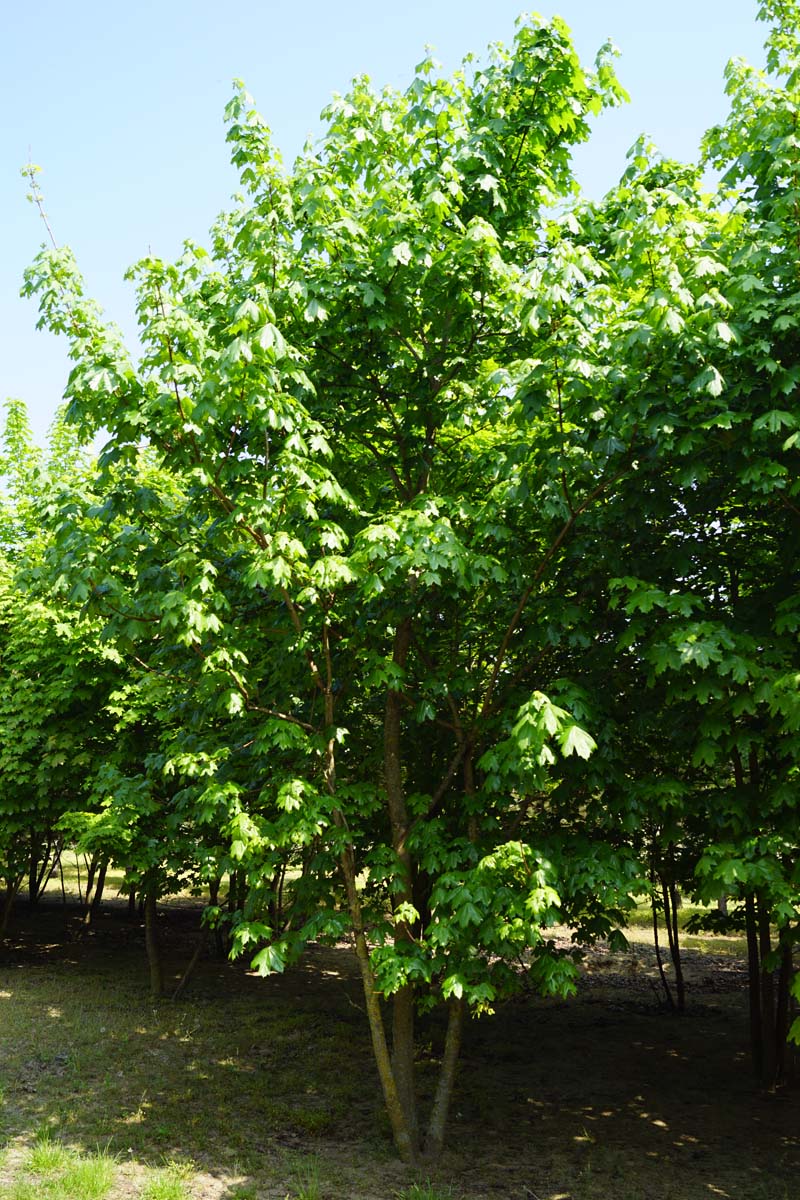 Acer platanoides meerstammig / struik meerstammig