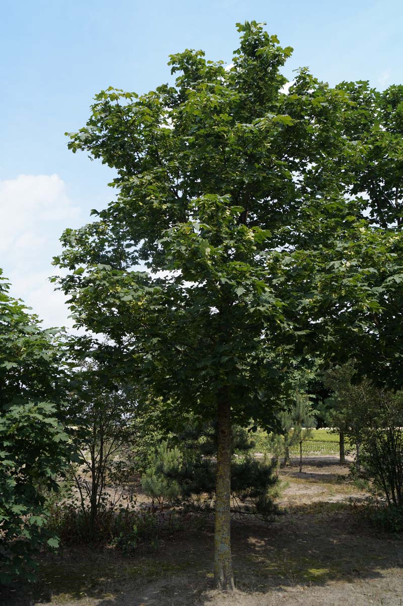 Acer platanoides op stam Acer platanoides op stam