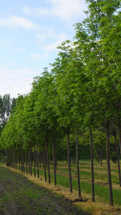 Acer platanoides 'Columnare' op stam Acer platanoides 'Columnare' op stam