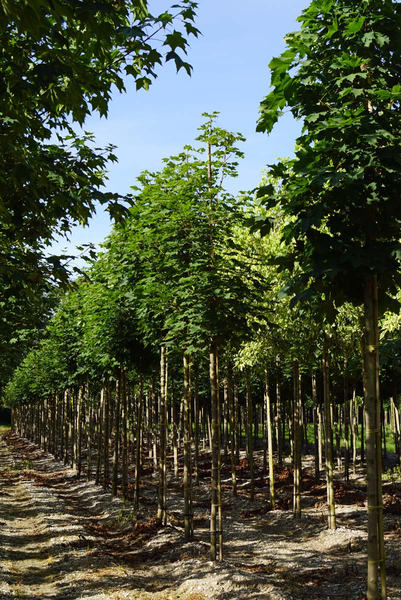 Acer platanoides 'Columnare' op stam Acer platanoides 'Columnare' op stam