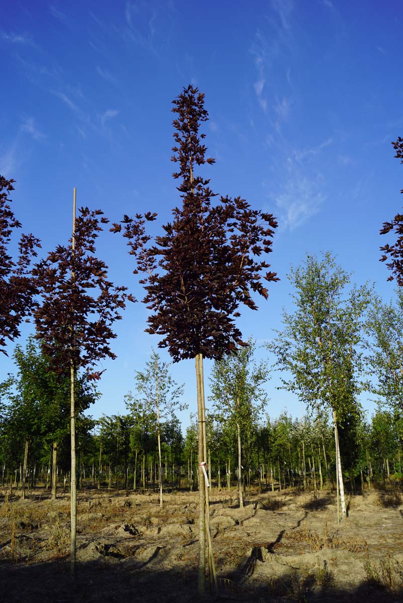 Acer platanoides 'Crimson Sentry' op stam Acer platanoides 'Crimson Sentry' op stam