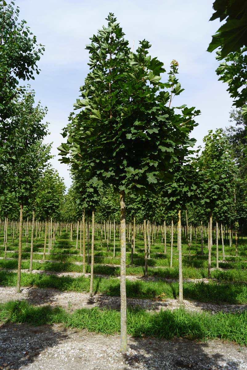 Acer platanoides 'Farlake's Green' op stam Acer platanoides 'Farlake's Green' op stam