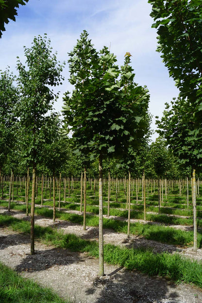 Acer platanoides 'Farlake's Green' op stam Acer platanoides 'Farlake's Green' op stam