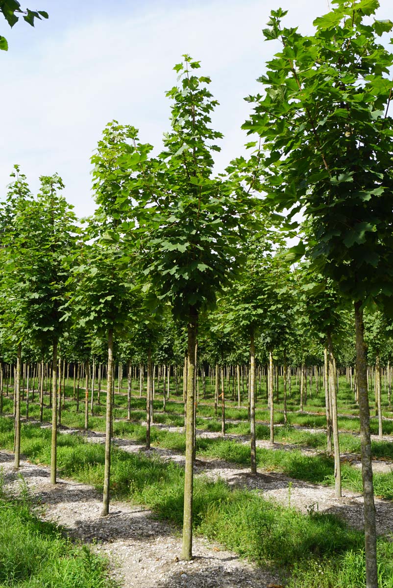 Acer platanoides 'Farlake's Green' op stam Acer platanoides 'Farlake's Green' op stam