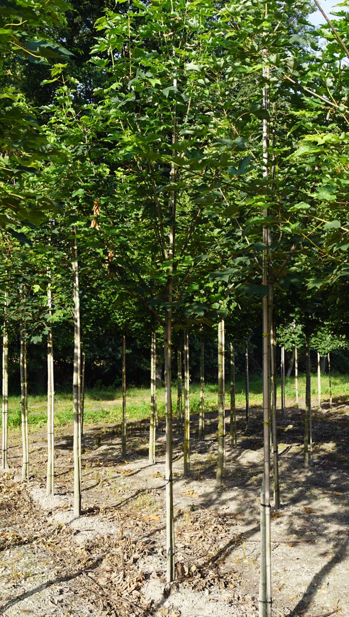 Acer pseudoplatanus op stam Acer pseudoplatanus op stam