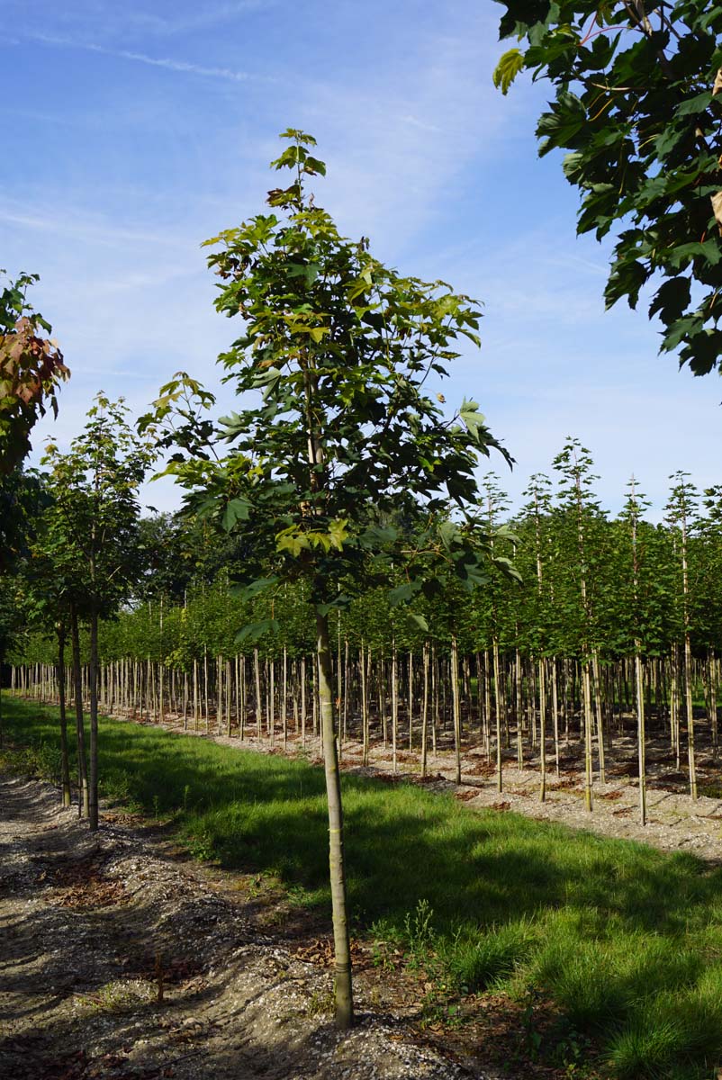 Acer pseudoplatanus op stam op stam