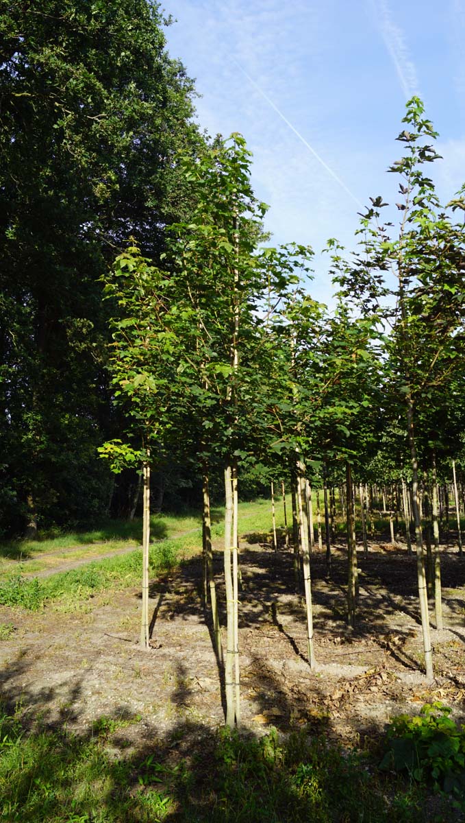 Acer pseudoplatanus op stam Acer pseudoplatanus op stam