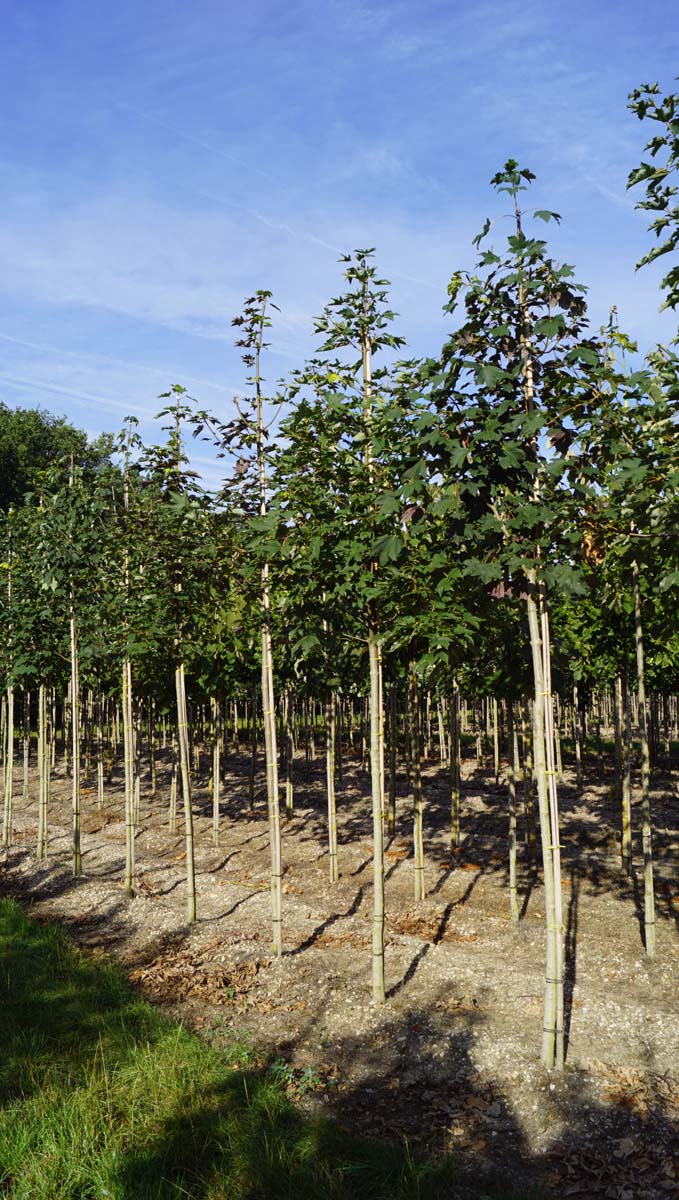 Acer pseudoplatanus op stam Acer pseudoplatanus op stam