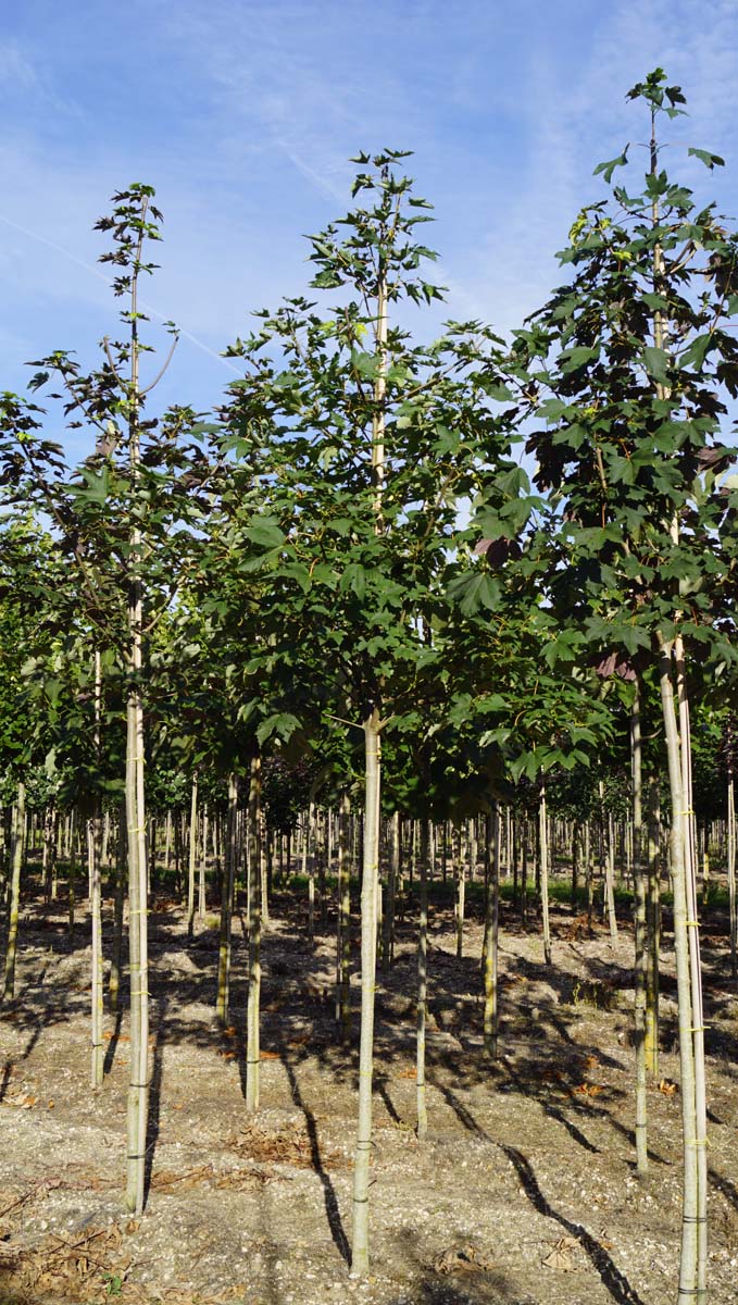 Acer pseudoplatanus op stam Acer pseudoplatanus op stam