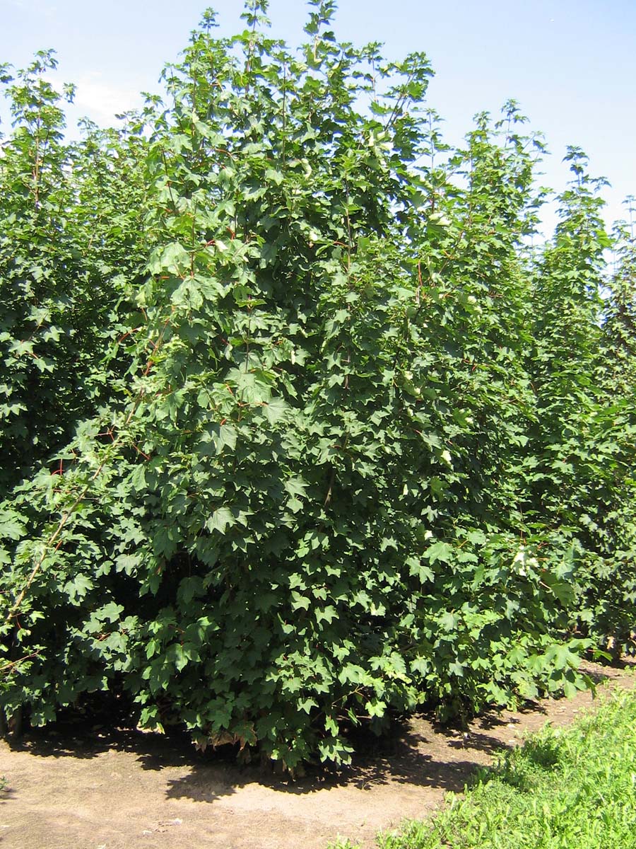 Acer pseudoplatanus meerstammig / struik Acer pseudoplatanus meerstammig