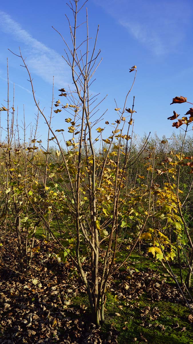 Acer pseudoplatanus meerstammig / struik meerstammig