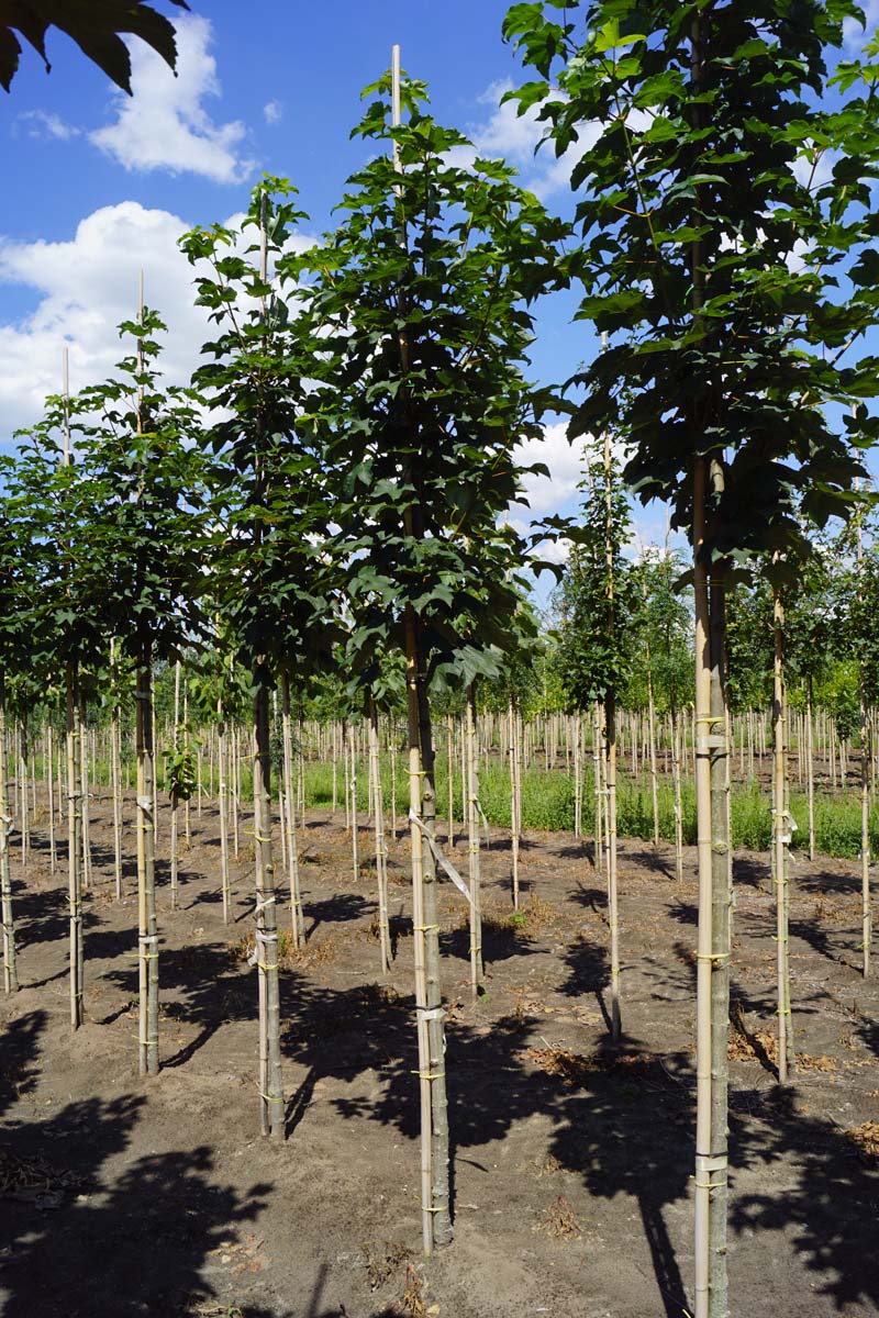 Acer pseudoplatanus 'Bruchem' op stam Acer pseudoplatanus 'Bruchem' op stam