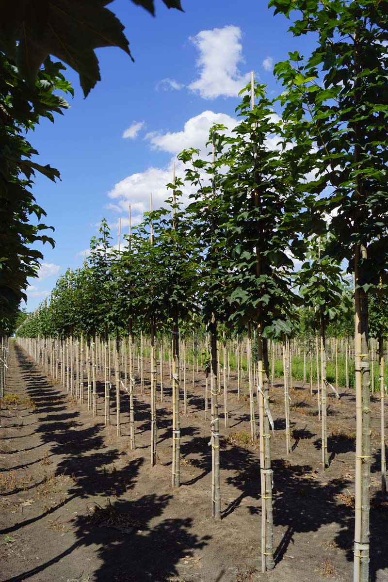 Acer pseudoplatanus 'Bruchem' op stam Acer pseudoplatanus 'Bruchem' op stam