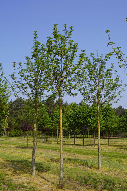 Acer pseudoplatanus 'Bruchem' op stam op stam