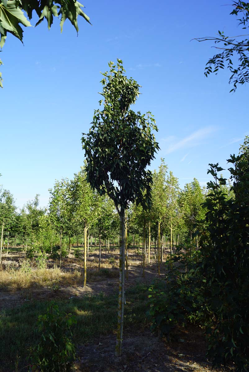 Acer pseudoplatanus 'Wilhelmina' op stam Acer pseudoplatanus 'Wilhelmina' op stam