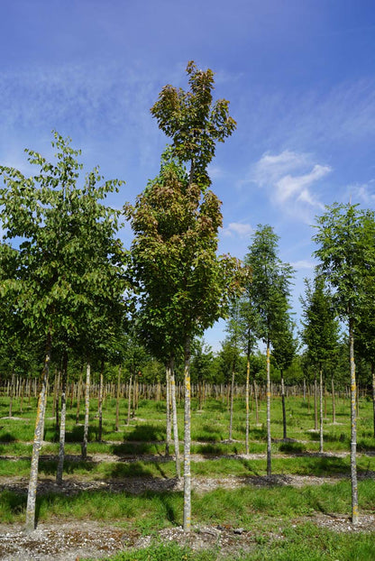 Acer rubrum 'Karpick' op stam Acer rubrum 'Karpick' op stam