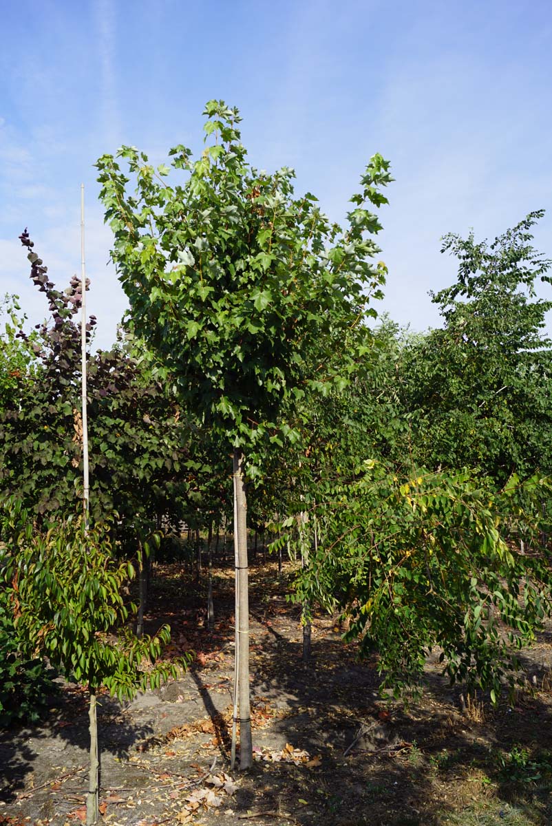 Acer rubrum 'October Glory' op stam Acer rubrum 'October Glory' op stam