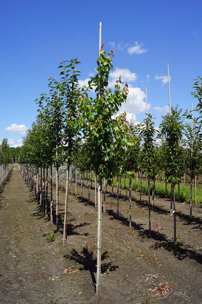 Acer rubrum 'Red King' op stam Acer rubrum 'Red King' op stam