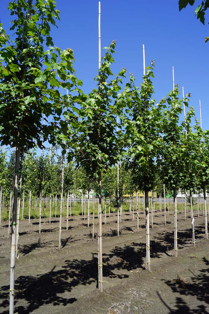 Acer rubrum 'Somerset' op stam Acer rubrum 'Somerset' op stam