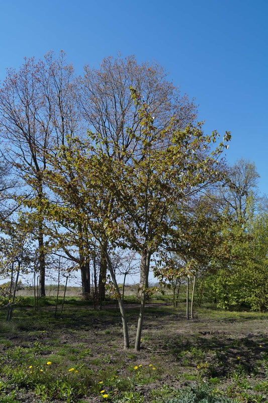 Acer rufinerve meerstammig / struik Acer rufinerve meerstammig